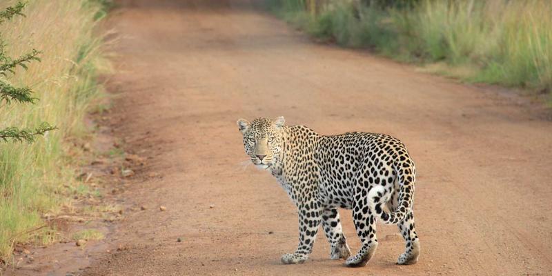 数据驱动的设计革命：如何利用Visual Suite中的分析功能优化视觉内容表现