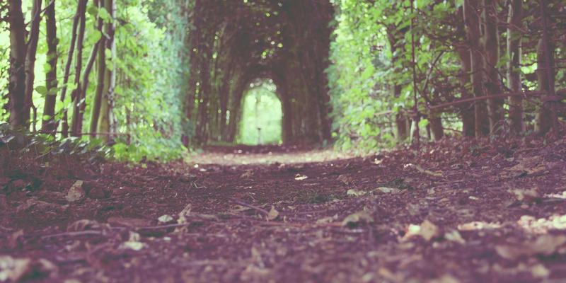 视觉套件终极对决：Adobe Creative Cloud 与 Canva Pro 深度比较